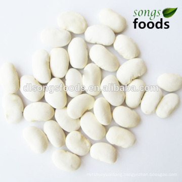 Dry Fava Beans,Bulk Beans For Sale